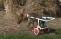 Video: Chú chó khuyết tật có thể đi lại nhờ chiếc xe đẩy đặc biệt