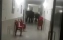 Video: “Chuyến thăm” bất thường tới bệnh viện của các chú voi