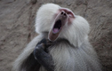 Video: Cười ngất với những khoảnh khắc hài hước của động vật