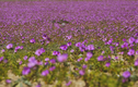 Video: Chiêm ngưỡng hiện tượng “Sa mạc nở hoa” độc đáo ở Chile