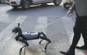 Video: Giới trẻ Trung Quốc ngày càng thích “nuôi chó robot”