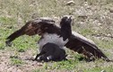 Video: Kinh hoàng cảnh đại bàng Martial sải cánh khuất phục lợn rừng