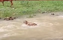 Video: Chú bê con can đảm tìm cách vượt qua dòng sông đang chảy xiết