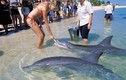 Video: Du khách thoải mái vui đùa với cá heo tại bãi biển độc đáo này