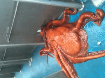 Kinh ngạc cách bạch tuộc khổng lồ tẩu thoát ngoạn mục khỏi thuyền