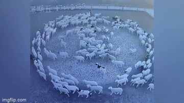 Kỳ lạ đàn cừu đi vòng tròn liên tục trong 12 ngày
