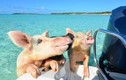 Thiên đường “đảo lợn”, nơi những chú lợn biết bơi ra biển xin ăn