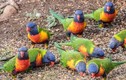 Bí ẩn không lời giải về hiện tượng “mưa chim chết” tại Australia