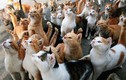 Kỳ lạ đất nước có số lượng mèo vượt quá số dân