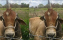 Xôn xao chú bò một sừng giống kỳ lân huyền thoại ở Brazil