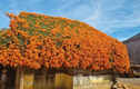 “Sống ảo” bên ngôi nhà phủ đầy hoa xác pháo ở Bảo Lộc