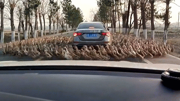 Kỳ lạ hàng trăm con vịt đi vòng quanh chiếc xe ô tô