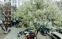 Hà Nội: Ngỡ ngàng hoa sưa “phủ trắng” khắp phố phường