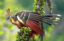 Ngắm loài chim duy nhất có móng vuốt ở cánh ngỡ "khủng long"