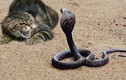 “Hoảng hồn” với những màn giao chiến “sống còn” giữa mèo và rắn
