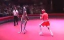 “Cười ngất” trước màn boxing kinh điển giữa người và Kangaroo