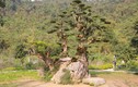 Ngắm cây duối nghìn năm có dáng “bàn tay phật” ở Ninh Bình