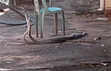 Giành bạn tình, hai con rắn mamba đen khổng lồ “choảng nhau”
