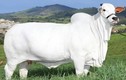 Ngắm bò trắng khổng lồ đắt nhất thế giới có giá hơn trăm tỷ