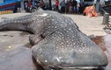 Cá nhám voi dạt vào bờ: Điềm lành trong tín ngưỡng của ngư dân?