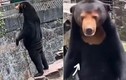 Thực hư nghi vấn vườn thú Trung Quốc cho người đóng giả gấu