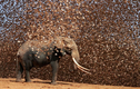Tại sao hàng ngàn con chim sẻ điên châu Phi đồng loạt tấn công voi?