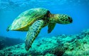 Cận cảnh 5 loài rùa biển quý hiếm của Việt Nam liệt kê trong Sách Đỏ