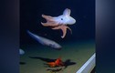 Bắt gặp bạch tuộc “có tai” dưới đáy đại dương: Loài cực hiếm