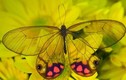 Mê mẩn loài bướm đẹp nhất hành tinh, có đôi cánh như “tàng hình”