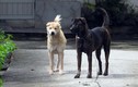 Người thả rông chó tại Hạ Long bị phạt 1,9 triệu đồng