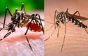 Top 10 loài côn trùng nguy hiểm nhất thế giới: Số 1 bị ghét nhất