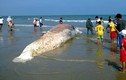 Phát hiện xác cá voi khổng lồ phân hủy dạt vào bờ