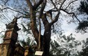 Cận cảnh 2 cây sưa 600 tuổi “kêu cứu” 