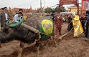 Cận cảnh “Vua” cày ruộng khai xuân ở lễ hội Tịch điền