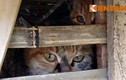 Bắt giữ hơn 3 tấn mèo vận chuyển từ Trung Quốc