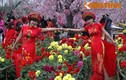 Thiếu nữ áo mỏng chụp ảnh với hoa giữa rét Hà thành