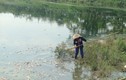 Cá chết trắng hồ công viên Yên Sở được đưa đi đâu?