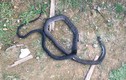 Bị rắn hổ mang dài 2,5m cắn, người đàn ông tử vong 