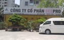 Công ty Beepro bị tố “bỏ rơi” 106 cây cổ thụ của Hà Nội: Trụ sở chỉ là thùng container 