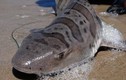 2.000 con cá mập bị ăn não, trôi dạt vào bờ biển Mỹ