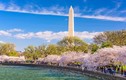 Hoa anh đào Nhật sắp nở rộ giữa lòng thủ đô nước Mỹ