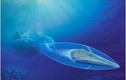 Sẽ có ngư lôi mạnh hơn cả “quái vật biển” VA-111 Shkval