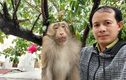 “Thu phục” khỉ đuôi lợn 8 kg quậy tung ở TP.HCM