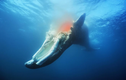 Giải mã thú vị: Điều gì sẽ xảy ra khi cá voi qua đời? 