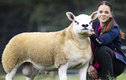 Con cừu đắt nhất thế giới, giá 11,37 tỷ đồng có gì đặc biệt?