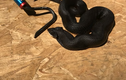 Ngả mũ thán phục loài rắn kỳ lạ có tài “giả mạo” xuất chúng