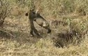 Video: Báo hoa mai chặn đường giết linh dương đầu bò
