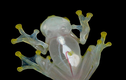 Kinh ngạc độc chiêu “tàng hình” siêu đẳng của ếch thủy tinh