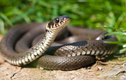 Hé lộ sự thật kỳ lạ về loài rắn khiến bạn phát “sốc" 