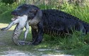 Video: “Khiếp vía” trước cảnh cá sấu cố nuốt xác đồng loại
